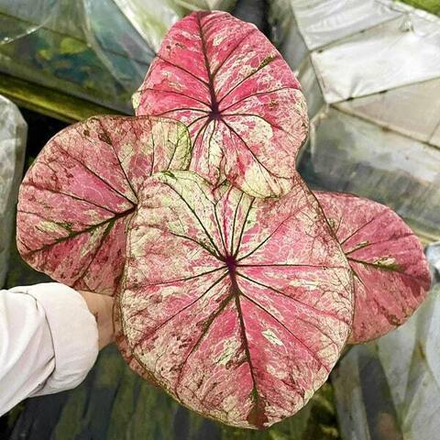 Каладиум ALUA