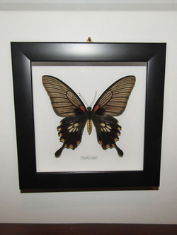 Бабочка Papilio lowi самка в рамке