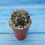 Gymnocalycium Friedrichii (Гимнокалициум)