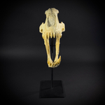 Homotherium на стойке