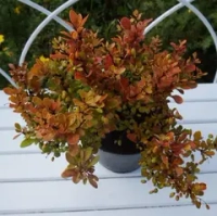 Барбариса Тунберга Кобольд С3 Закупка М60 июнь 2026