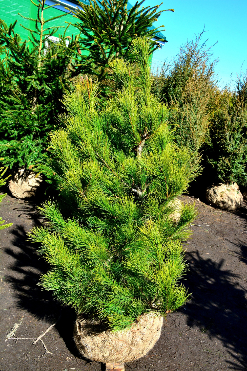 Сосна кедровая европейская (ком) 140-160