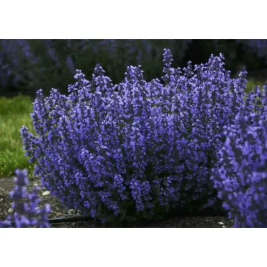 Котовник Фассена Кит Кэт С2 Закупка М39 июнь 2026