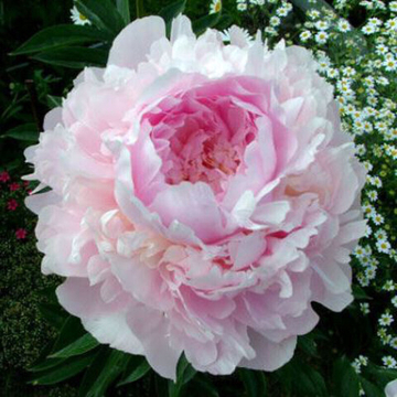 Пион Нэнси Нора