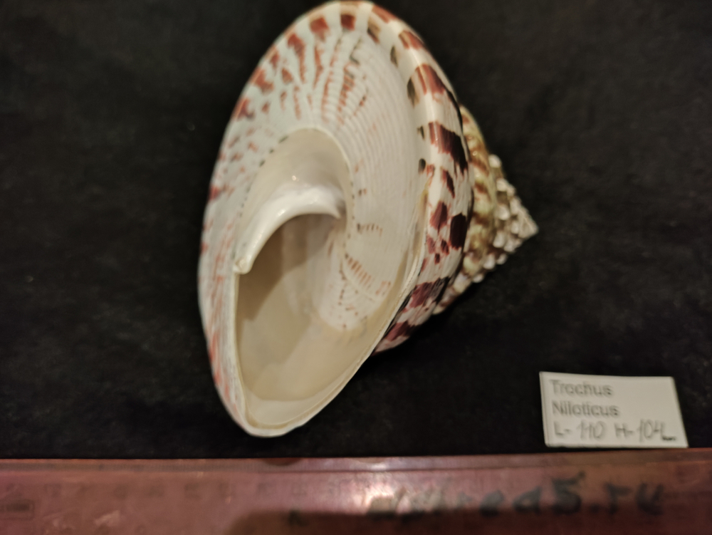 Трохус Нилотикус натуральный