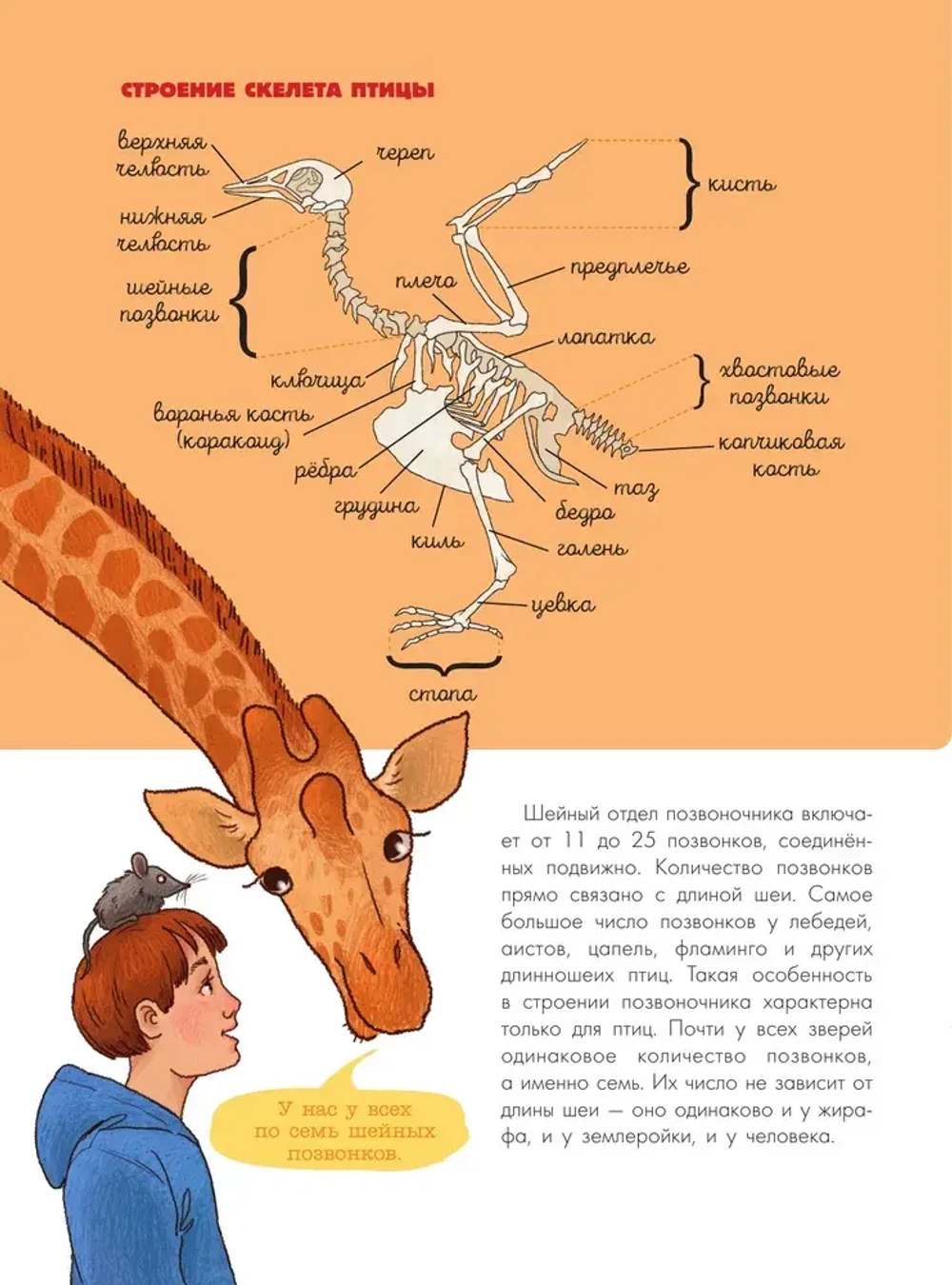 Птицы. Биология. Физиология