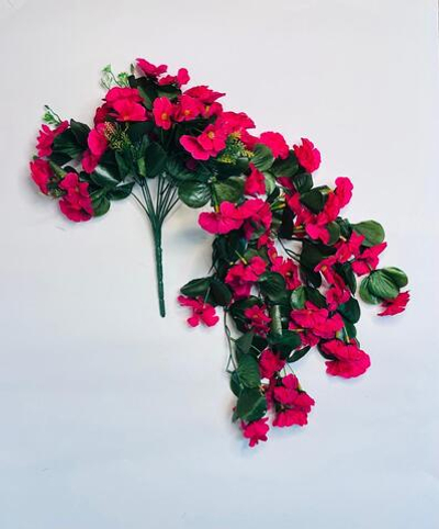 Фиалка ампельная