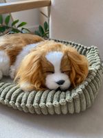 Собака Perfect Petzzz