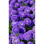 Семена Астра пионовидная Дюшес Блю (УД) Е/П