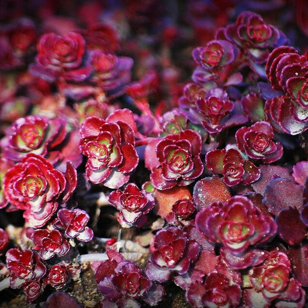 Седум (Sedum) spurium Dragons Blood