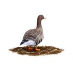 Комплект чучел Белолобый (10шт) S-XPE B622-3D "North Way"