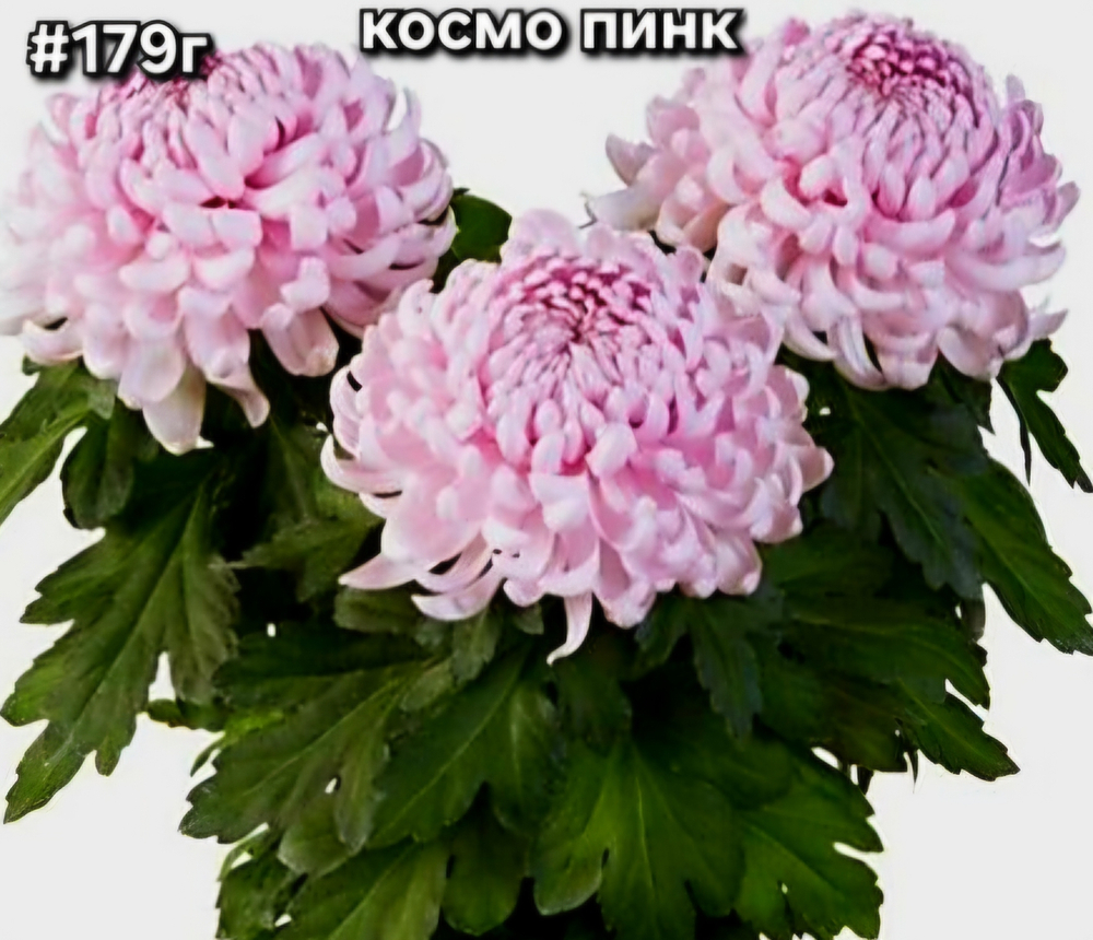 САЖЕНЦЫ ХРИЗАНТЕМЫ ГОРШЕЧНАЯ № 179 КОСМО ПИНК