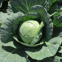 Капуста б/к Янисоль F1 (100шт) Витагрин Профи