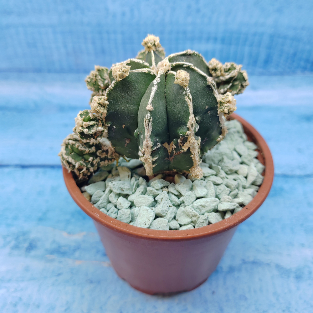 Astrophytum Myriostigma "Hakujo Fukuryu"  (Астрофитум)