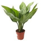 Аглаонема Страйп