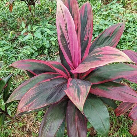 Кордилина GEMINI