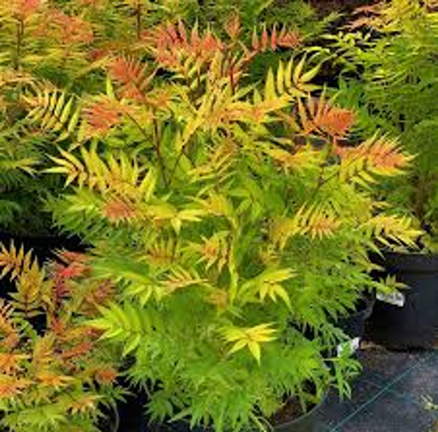 Инструкция по посадке саженца РЯБИННИКА.