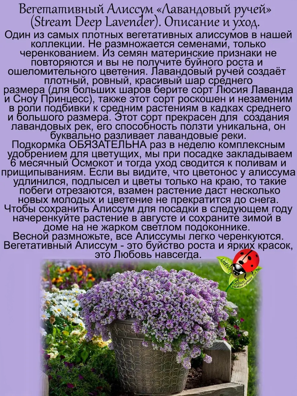 Алиссум Лавандовый ручей вегетативный