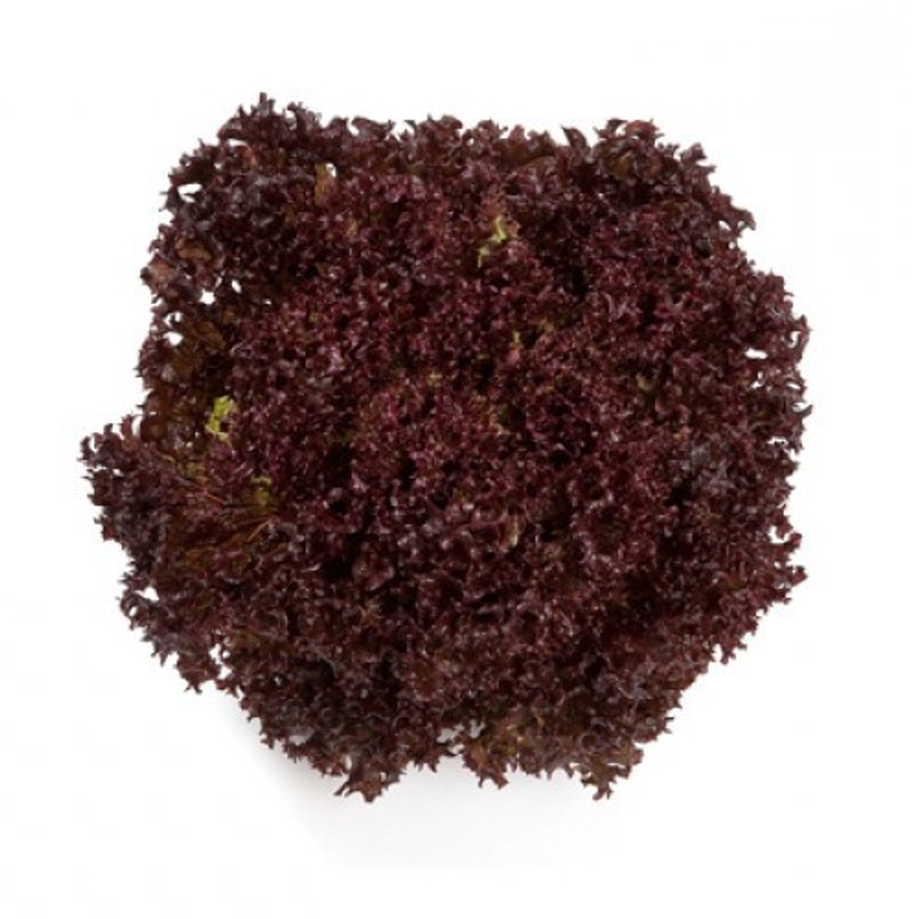 Революция семена салата лолло росса (Nunhems / Нюнемс)