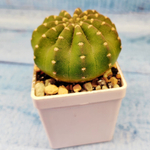 Echinopsis subdenudata (Эхинопсис)