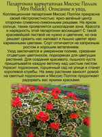 Пеларгония Миссис Поллок герань пёстролистная