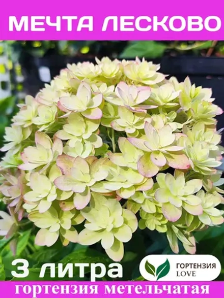 Мечта Лесково гортензия метельчатая