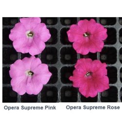 Петуния ампельная Опера Пинк F1 (50др) Витагрин Профи