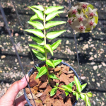 Хойя BELLA LUIS BOIS