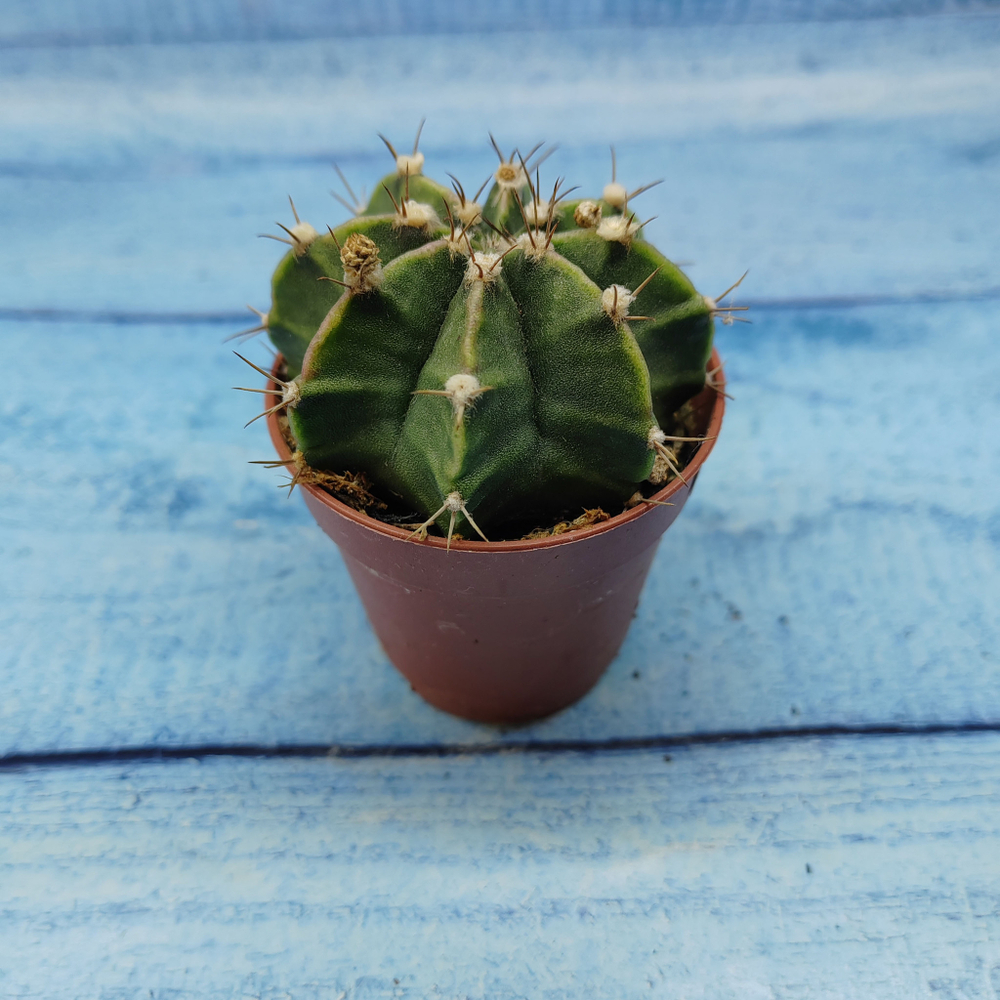 Gymnocalycium Friedrichii (Гимнокалициум)