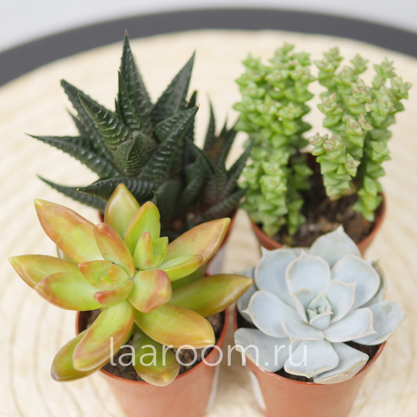 Микс из 4х суккулентов
