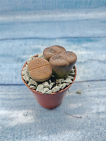 Lithops sp. (Литопсы)