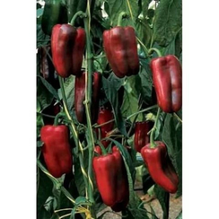 Даллас F1 семена перца сладкого (Enza Zaden / Энза Заден)