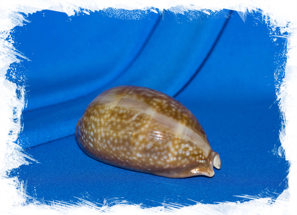 Ракушка Ципрея Олень, Macrocypraea cervus