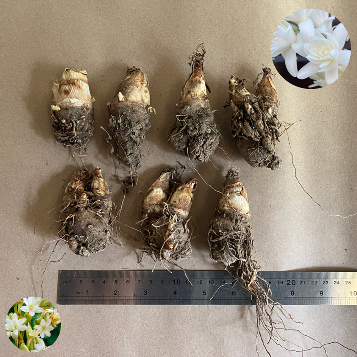 тубероза Жемчужина (Polianthes tuberosa The Pearl) — пора высаживать