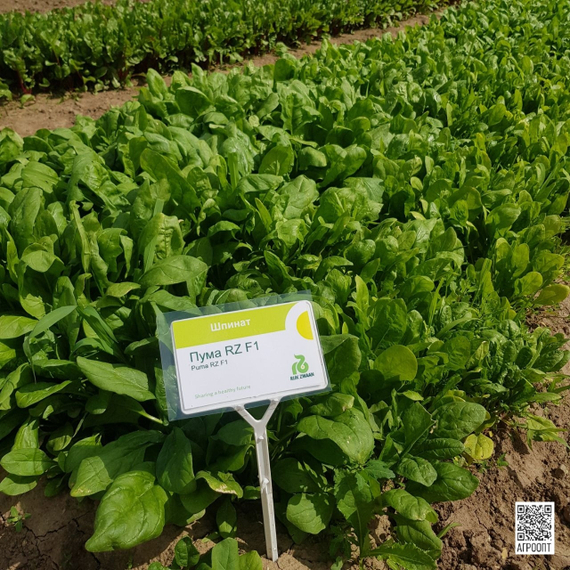 Пума F1 семена шпината (Rijk Zwaan / Райк Цваан) культура – фото 8