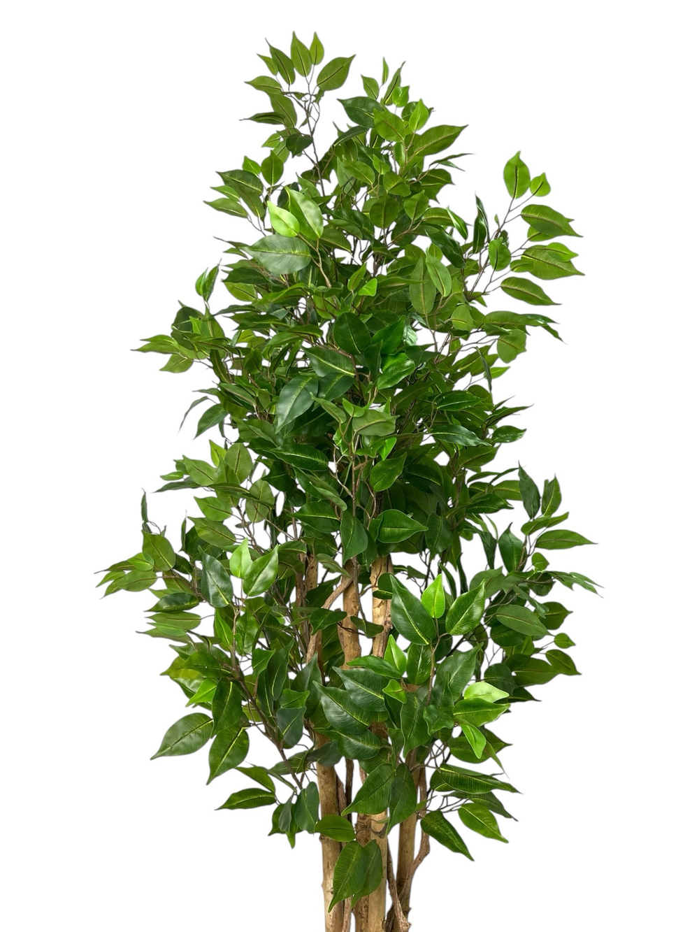 Фикус Бенджамина Новый 180 см.