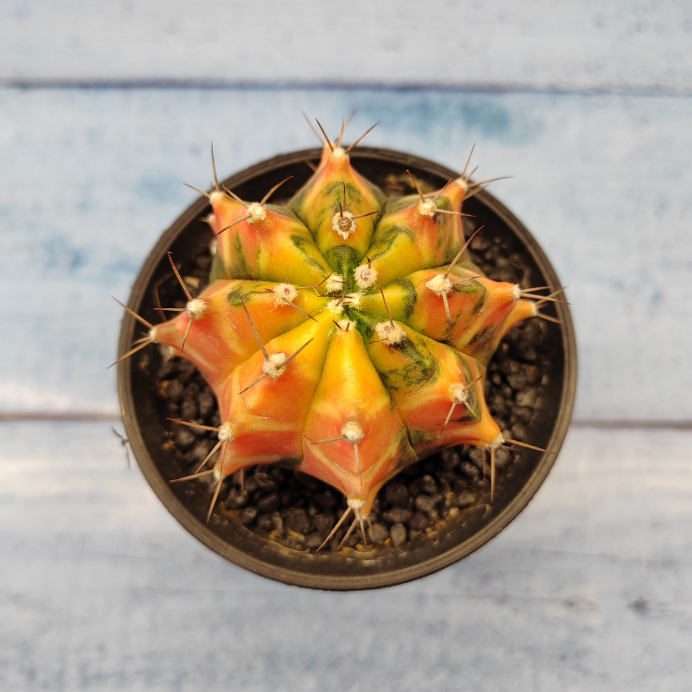 Gymnocalycium Variegata (Гимнокалициум Вариегатный)