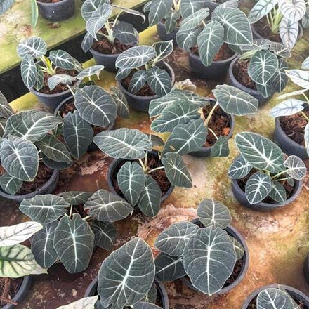 Алоказия REGINULA BLACK VELVET