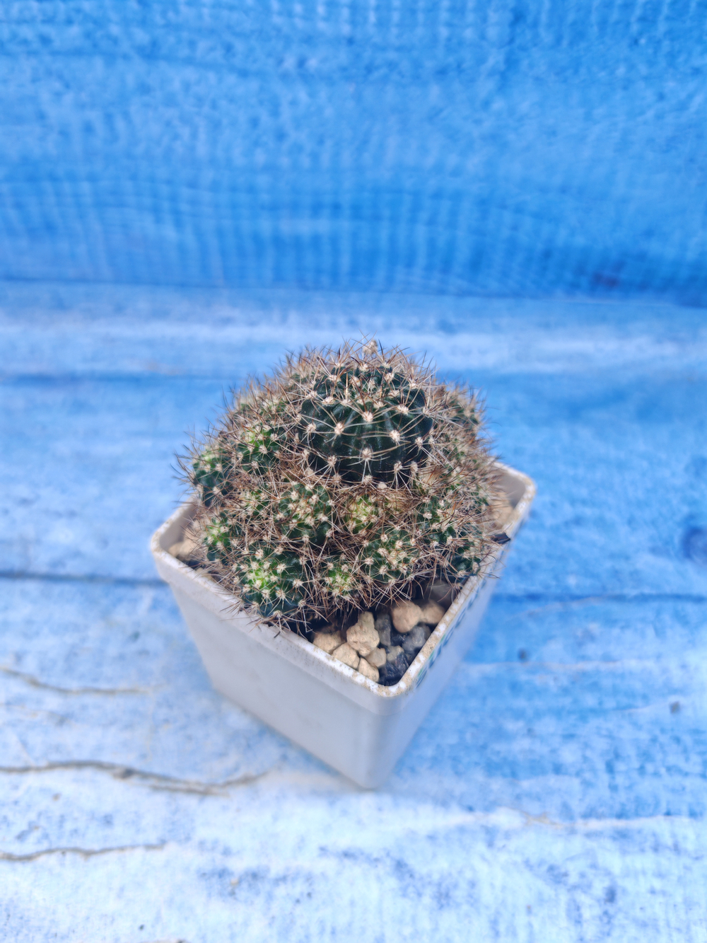 Lobivia Aracnocanta (Лобивия)