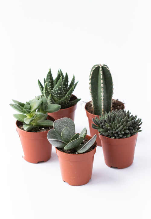 Микс из пяти суккулентов d 5