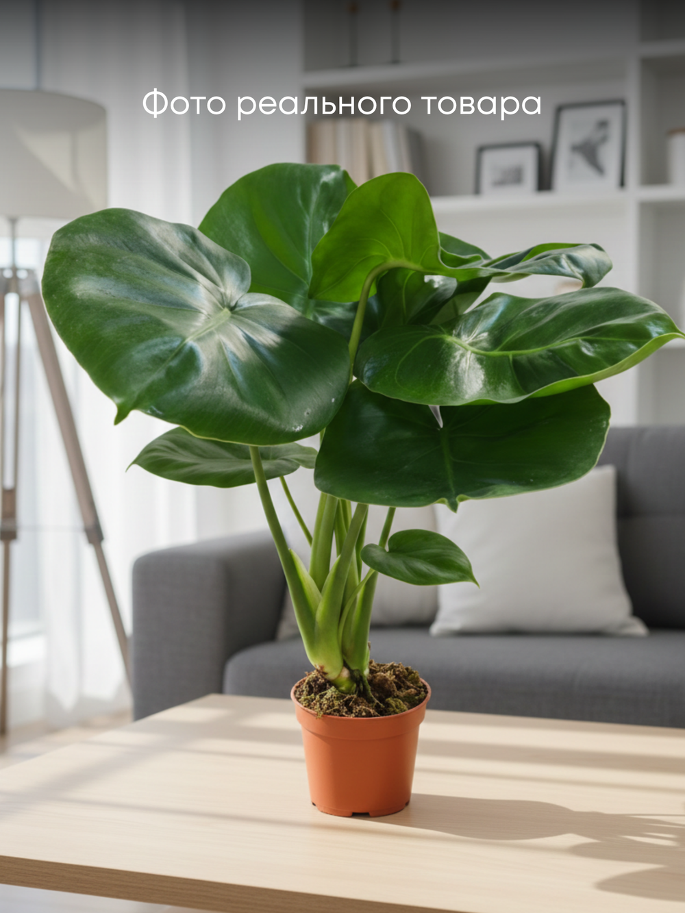 Монстера видовая д.11