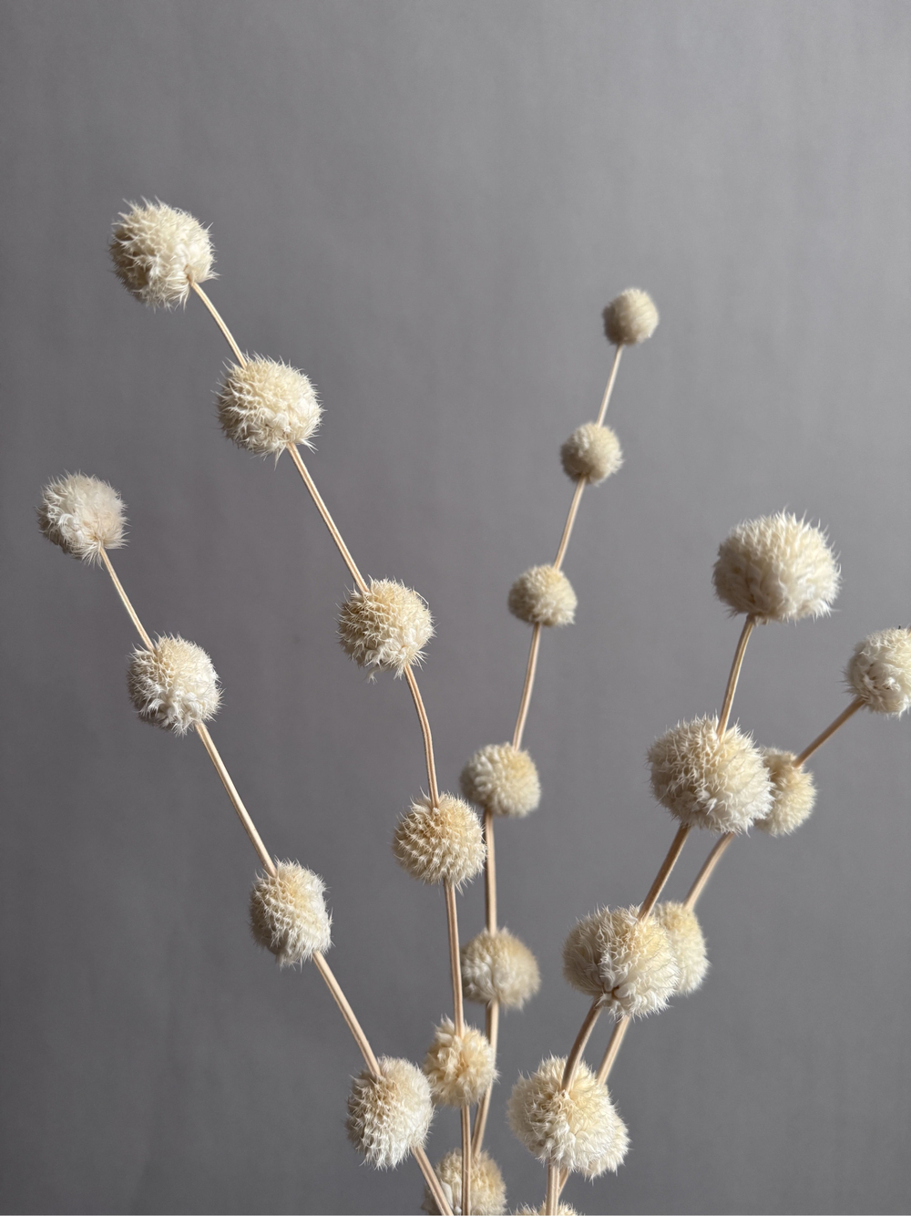 Гомфрена шаровидная стабилизированная белая