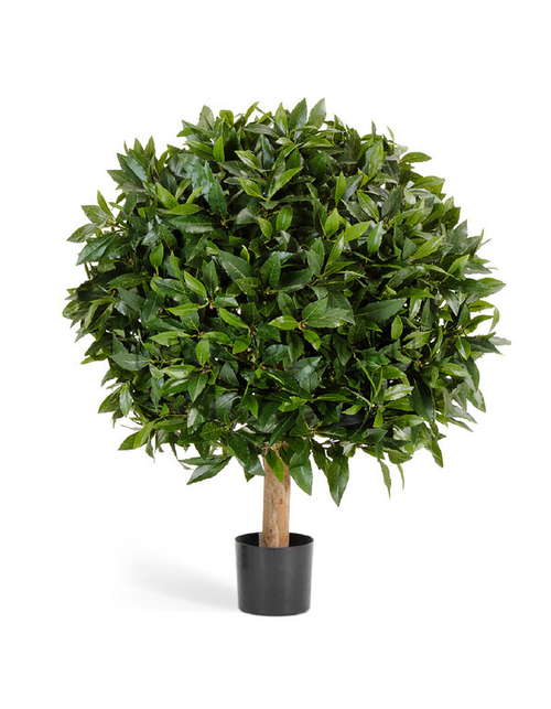 Лавр круглый д-40 см, в-50 см 4/8 10.41201N