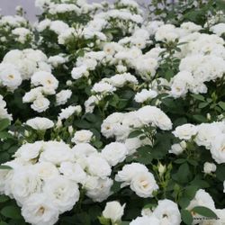 Бэби Шнеевитхен (Baby Schneewittchen)