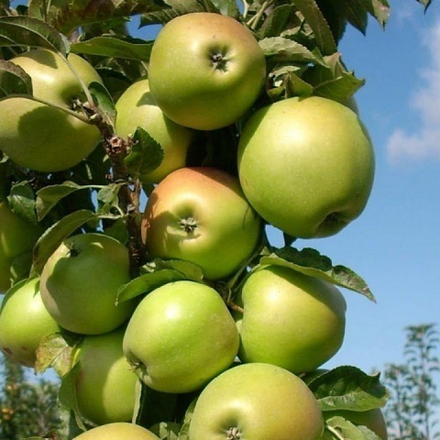 Яблоня колоновидная осенняя Медок