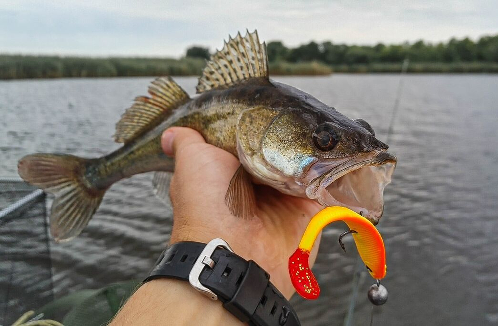 Виброхвосты LJ 3D Series RED TAIL SHAD 7.0in (17.80)/PG03 2шт.