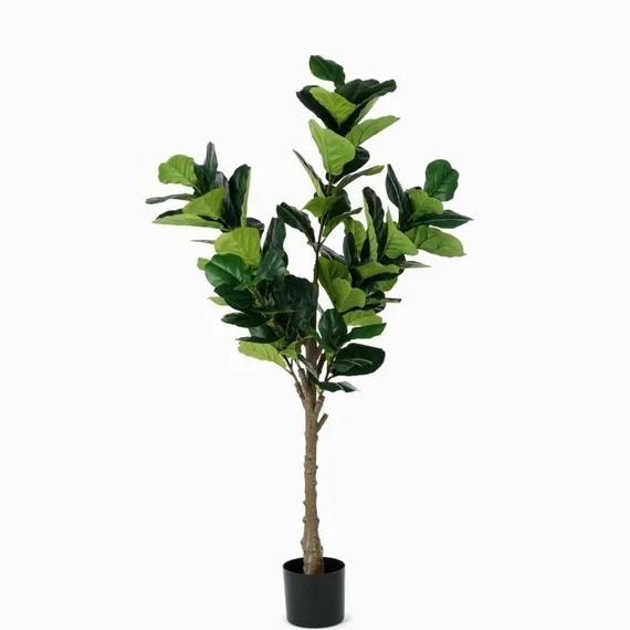 Фикус Лирата высота 165 см