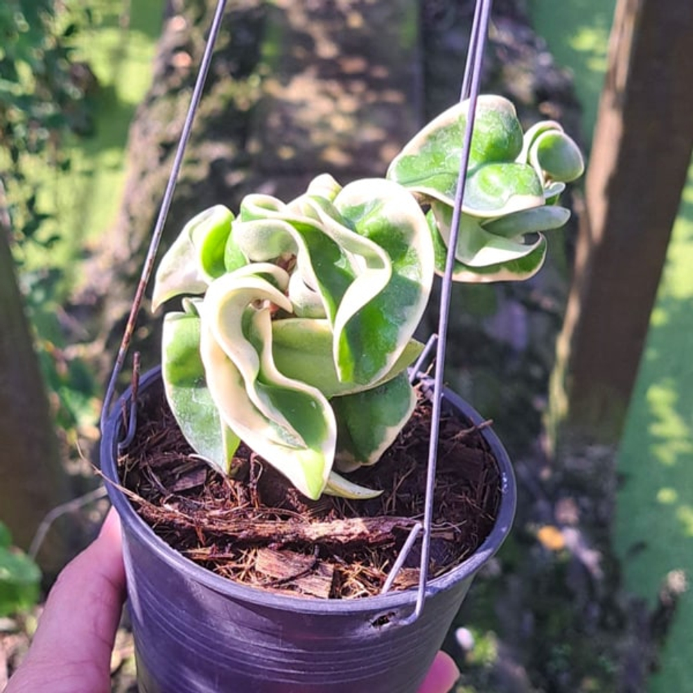 Хойя COMPACTA VAR ALBOMARGINATA