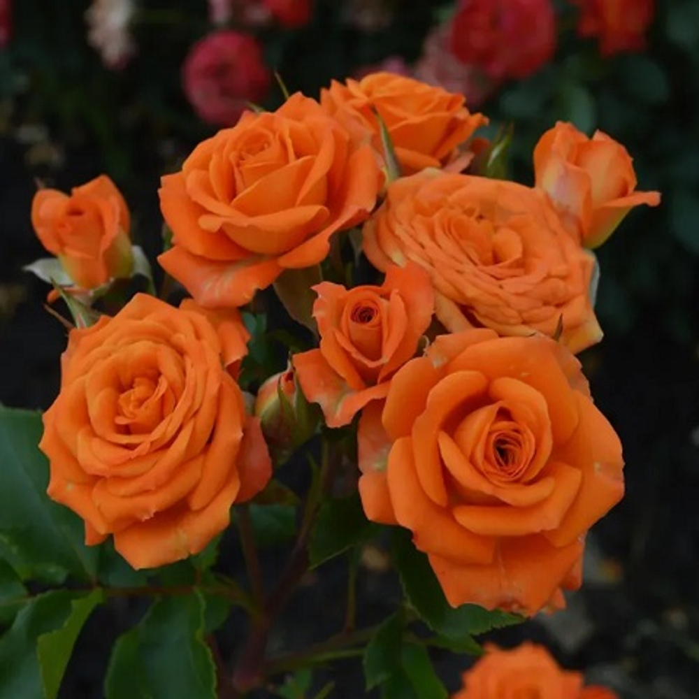 Роза спрей Orange Baby