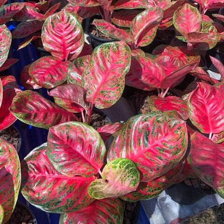 Аглаонема SOMBAT SOM